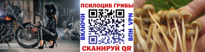 mega сайт  Абаза  Псилоцибиновые грибы GOLDEN TEACHER  купить  